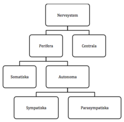 vad är sympatiska nervsystemet vad är sympatiska nervsystemet